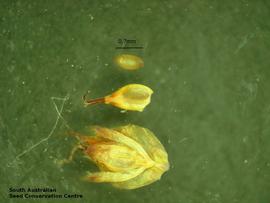   Fruit, seed:   Baloskion tetraphyllum  ssp.  tetraphyllum ; Photo by South Australian Seed Conservation Centre, used with permission
